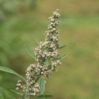 Chenopodiastrum murale (L.) S.Fuentes, Uotila & Borsch